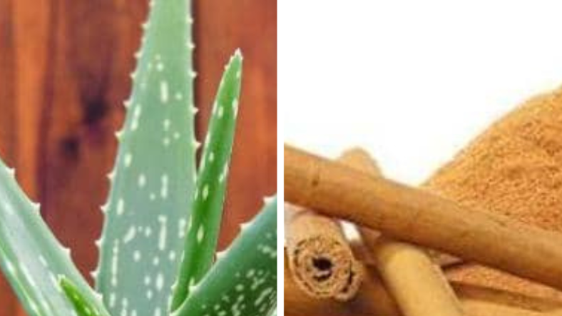 Le diabète, une maladie en pleine expansion&nbsp;: la phytothérapie comme alliée