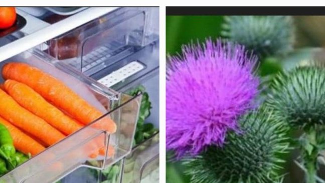 Prévention des cancers&nbsp;: phytothérapie et hygiène de vie au cœur des conférences Octobre Rose et Novembre Bleu