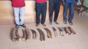 Makokou&nbsp;: quatre trafiquants arrêtés avec 14 défenses d’éléphants