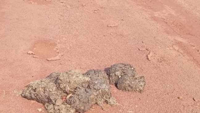 Forêt gabonaise&nbsp;: le fiacre d’éléphant, un engrais naturel aux multiples vertus