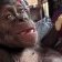 Trafic de chimpanzés&nbsp;: derrière l’interpellation de quatre suspects, les failles persistantes de la protection de la faune au Gabon