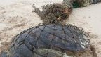 Setté-Cama&nbsp;: une tortue marine piégée, symbole de la pression humaine sur les écosystèmes côtiers