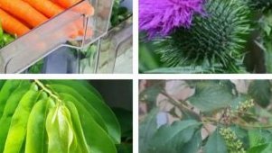 Prévention des cancers&nbsp;: phytothérapie et hygiène de vie au cœur des conférences Octobre Rose et Novembre Bleu