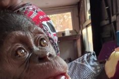 Trafic de chimpanzés&nbsp;: derrière l’interpellation de quatre suspects, les failles persistantes de la protection de la faune au Gabon