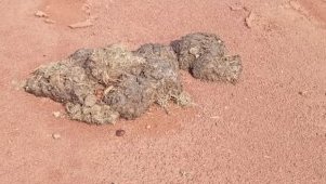 Forêt gabonaise&nbsp;: le fiacre d’éléphant, un engrais naturel aux multiples vertus