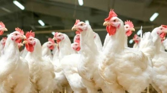 Filière avicole&nbsp;: le Gabon prépare la fin des importations de poulet de chair