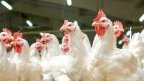 Filière avicole&nbsp;: le Gabon prépare la fin des importations de poulet de chair