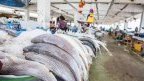 Pêche&nbsp;: Libreville réclame un partenariat plus équitable avec l’Union européenne