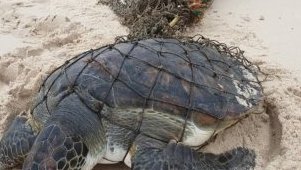 Setté-Cama&nbsp;: une tortue marine piégée, symbole de la pression humaine sur les écosystèmes côtiers