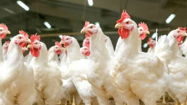 Filière avicole&nbsp;: le Gabon prépare la fin des importations de poulet de chair
