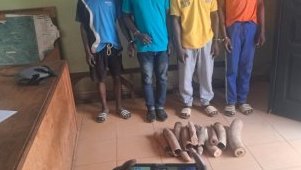 Ogooué-Ivindo&nbsp;: l’ivoire continue de circuler malgré la traque des trafiquants&nbsp;
